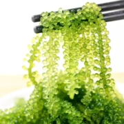 鱼臻多  即食海葡萄  泡发食用   100g送芥末酱