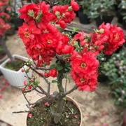 享时佳 32957 海棠花苗盆栽（1棵装、两年苗）