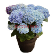 绣球花苗 八仙绣球苗盆栽花卉  魔幻珊瑚 3年苗