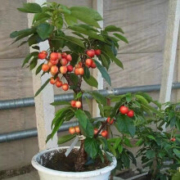 千帆亭  盆栽樱桃树 车厘子樱桃 六年大苗