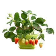 四季草莓苗  奶油草莓 5棵苗+5个盆套装