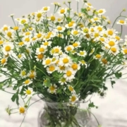 plus会员：云醉花  小清新 洋甘菊 3束