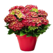 绣球花苗 八仙绣球苗盆栽花卉  帝利奥  3年苗