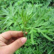 上客来 驱蚊香艾叶种子 食用艾叶种子1000粒