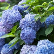 绣球花苗 盆栽花卉 蓝海 3年苗