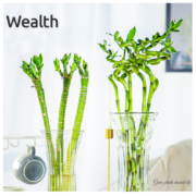 迷糊妞 节节高 含盆富贵竹5根