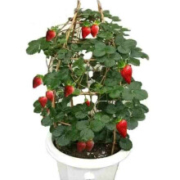 千芳翠  M攀援草莓 5棵苗+5个盆套装