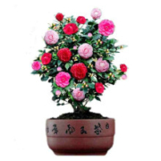 茶花盆栽 茶花苗  五色茶花  3年苗