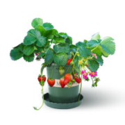 四季草莓苗 草莓苗盆栽  红珍珠草莓 5棵苗+5个盆套装