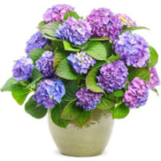 绣球花苗 八仙绣球苗盆栽花卉  H 梦幻蓝 3年苗