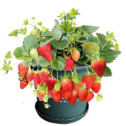 千芳翠    B四季草莓 5棵草+5个盆