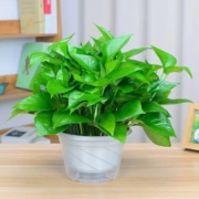 清晰绿植  绿萝+储水盆