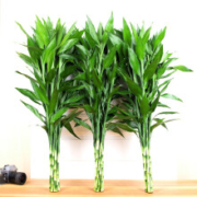 若绿 富贵竹 水培植物 高70-80厘米 10支