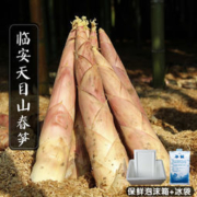 乡窝头 临安天目山 新鲜春笋 5斤装 当日现挖