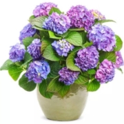 绣球花苗 盆栽花卉 八仙变色绣球 3年苗