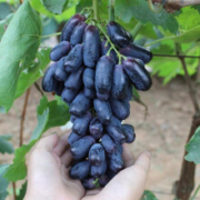 葡萄树苗 甜蜜蓝宝石 六年大苗 *2件