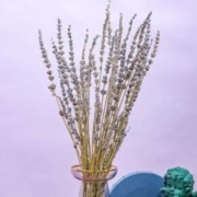 PLUS会员： REFLOWER 花点时间 定制花束 薰衣草1扎