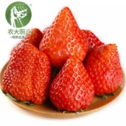 PLUS会员：农大腕儿 丹东99草莓 净重2.8斤（35-40个果）