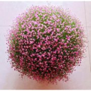 存活率高！春枝晓 满天星盆栽花种子 500粒 送盆土肥 9.9元包邮（需用券）