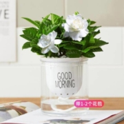 拼乐趣 栀子花 带自动吸水盆