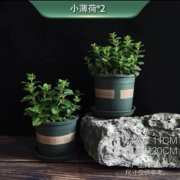 春日花房 薄荷盆栽 2盆（不含盆）