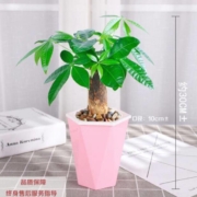 ONEVAN  发财树盆栽 带自动吸水盆