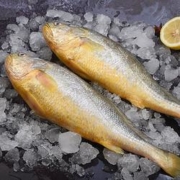 食邦人 新鲜海捕大黄鱼 净重500-600g 3条装