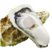 鲜海道 乳山生蚝鲜活 5斤 m号