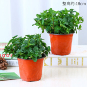 半径风景  可食用薄荷盆栽 2盆装（带土球发货）