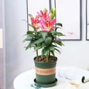 半径风景 香水百合盆栽 带花苞 3棵（带土球）