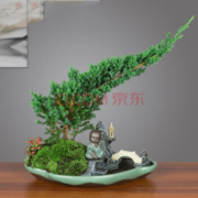水木青华 迎客松地柏盆景 25到30公分（不含盘）