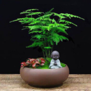 半径风景 文竹盆栽 文竹1棵（带原盆整盆发货）