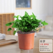 梅芝 绿萝 带盆栽好
