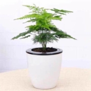 一名花匠 两盆文竹+小白盆 含盆