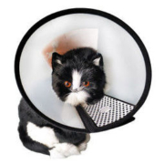 伊丽莎 猫咪项圈 颈围18-22om
