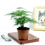 花知态 发财树/文竹/绿萝盆栽 原盆