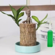 惜林园绿植 水培植物 5-6cm巴西木（含盆套装）