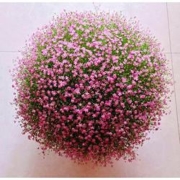 春枝晓 满天星盆栽花种子 500粒 送盆土肥