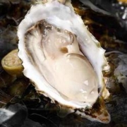 百亿补贴 : 蜀皇 乳山生蚝带壳 XL号 40个左右 6斤毛重