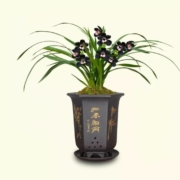 艾莹  建兰黑雪姬  浓香花型  2苗连体