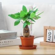 发财树 盆栽 绿植小盆景
