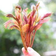 头茬红油香椿芽 250g
