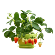 四季草莓 盆栽 草莓苗  奶油草莓 5棵草+5个盆