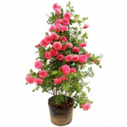 8点：玫瑰花苗 欧洲爬藤玫瑰 随机品种