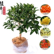 伊织春 桂花树苗  四季桂桂花 三年苗 买就送简易盆+生根粉