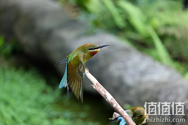Canon RF 70-200mm f/4L IS USM 评测报告｜面面俱到的新世代小三元