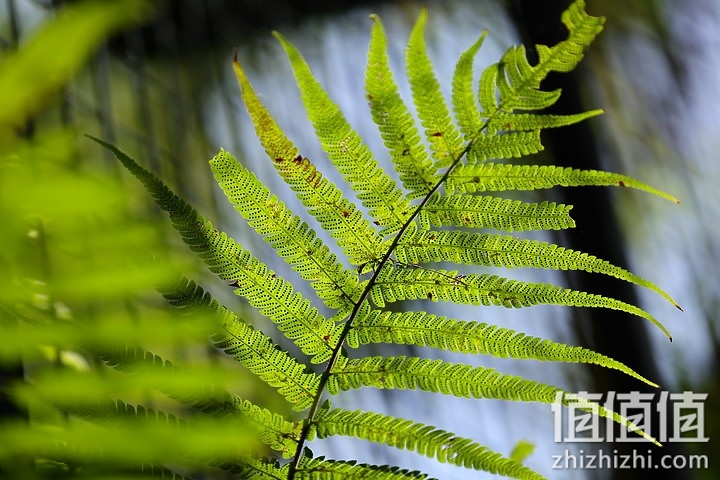 Canon RF 70-200mm f/4L IS USM 评测报告｜面面俱到的新世代小三元