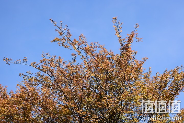 Canon RF 70-200mm f/4L IS USM 评测报告｜面面俱到的新世代小三元