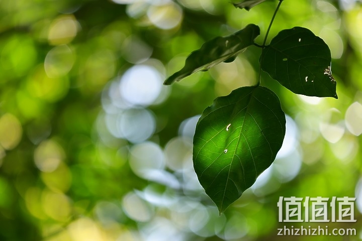 Canon RF 70-200mm f/4L IS USM 评测报告｜面面俱到的新世代小三元