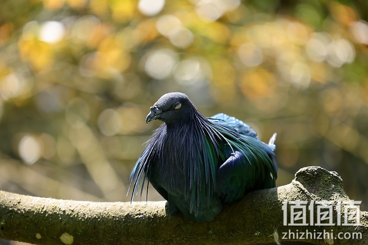 Canon RF 70-200mm f/4L IS USM 评测报告｜面面俱到的新世代小三元
